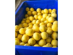 Шу Пуэр в лимоне